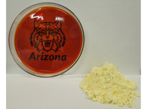 The petri dish on the left contains the plastic. The yellow powder on the right is sulfur. The team has already made a lithium-sulfur battery - the type of next-generation battery that is lighter and cheaper than those currently used in electric and hybrid cars. (Photo credit: Jared Griebel/ Pyun lab, UA department of chemistry and biochemistry)